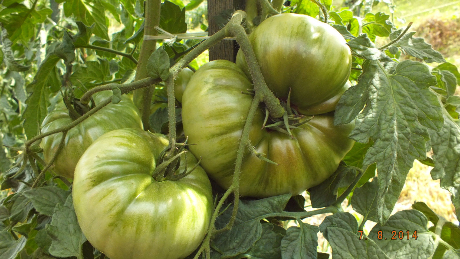 Yellow Tomatoes YELLOW GIANT BELGIUM Tomato